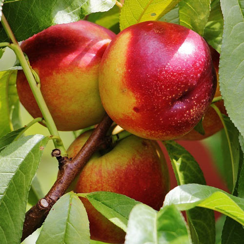 Nectarin Serpator imagine 1 articol 7984