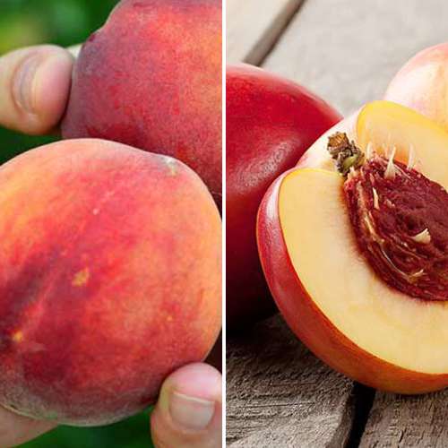 Ofertă specială! Nectarin și Piersic Duo, set de 2 soiuri imagine 1 articol 4877