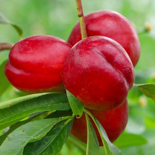 Нектарина Late Love, С2 изображение 1 артикул 1629