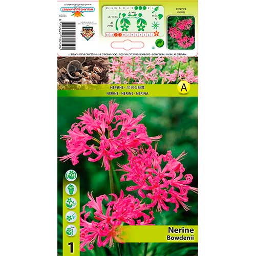 Crin de Guernesey (Nerine Bowdenii) Pink imagine 1 articol 76334