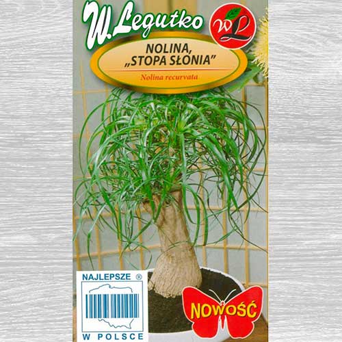 Nolina, Picior de elefant imagine 1 articol 69613