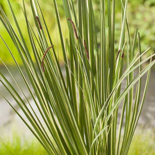 Obligeană (Acorus) imagine 1 articol 9555