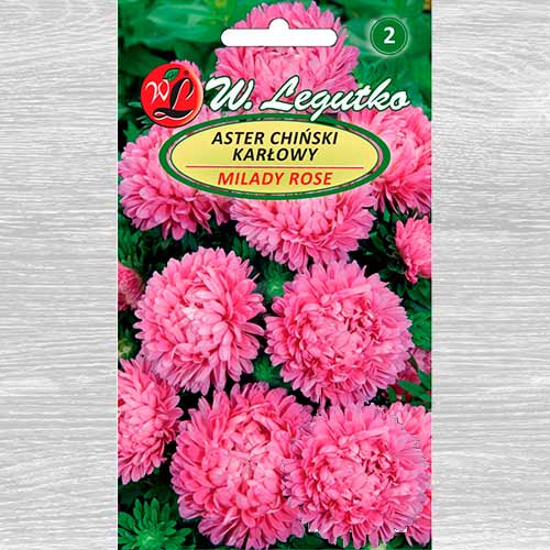 Ochiul boului Milady Deep Rose imagine 1 articol 69558