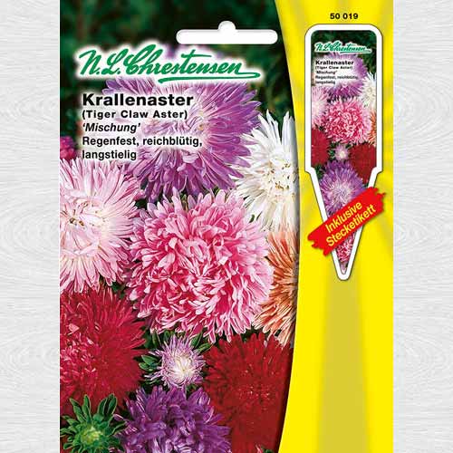 Ochiul boului, mix multicolor imagine 1 articol 69259