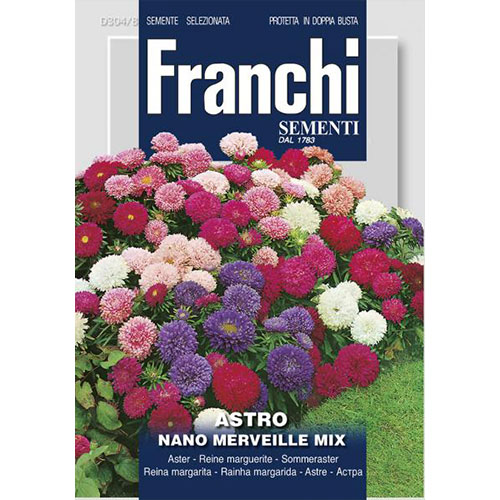 Ochiul boului pitic Minune, mix multicolor imagine 1 articol 87131