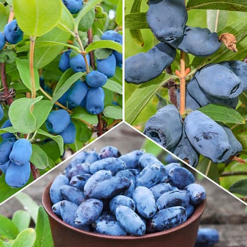 Ofertă specială! Afini siberieni, set de 3 soiuri imagine 1 articol 1589