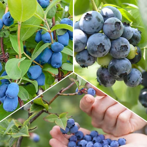 Ofertă specială! Arbuști fructiferi Fructele Pădurii, set de 3 soiuri imagine 1 articol 1588