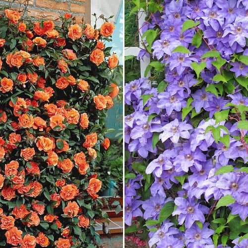 Ofertă specială! Duo de trandafir și clematis Bright Palette, set de 2 soiuri imagine 1 articol 4647