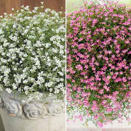 Ofertă specială! Floarea miresei (Gypsophila), set de 2 soiuri imagine 1 articol 70494