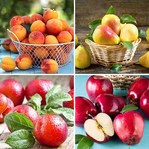 Ofertă specială! Fructe quartet, set de 4 soiuri imagine 1 articol 5873