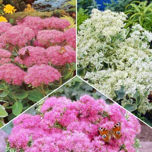 Ofertă specială! Iarbă grasă (Sedum), set de 3 soiuri imagine 1 articol 70491