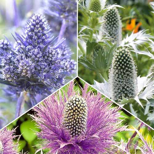 Ofertă specială! Scai vânăt (Eryngium), set de 3 soiuri imagine 1 articol 70488