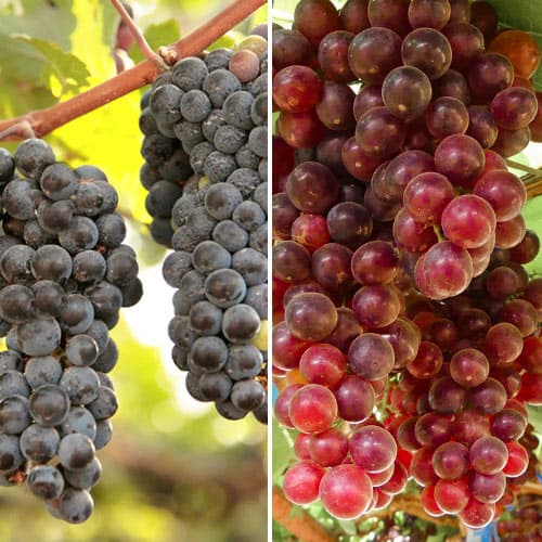 Ofertă specială! Viță de vie Vin rosé, set de 2 soiuri imagine 1 articol 5577