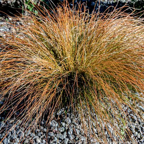 Острица (Carex testacea) Prairie Fire изображение 1 артикул 5869