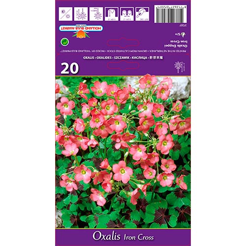 Oxalis Deppei Iron Cross imagine 1 articol 67671