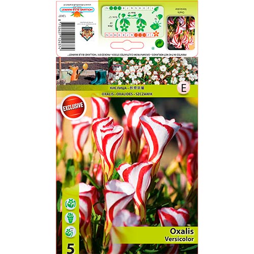 Oxalis Versicolor imagine 1 articol 67440