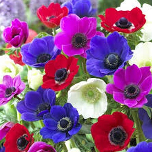 Pachet economic! Anemone The Caen mix multicolor imagine 1 articol 68371