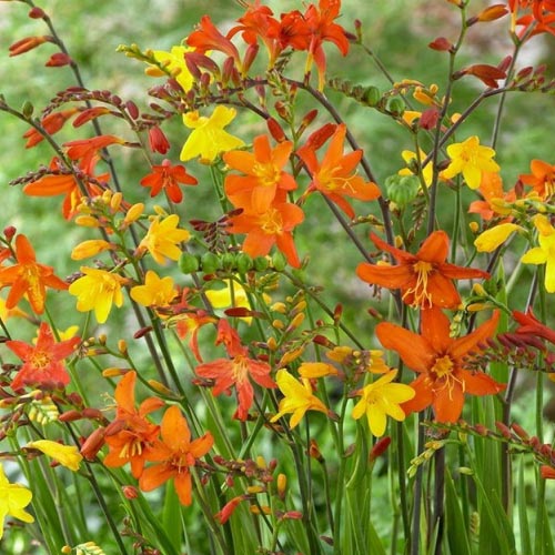 Pachet economic! Crocosmia mix multicolor imagine 1 articol 68372