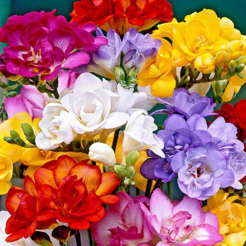 Pachet economic! Frezie Double mix multicolor imagine 1 articol 68375