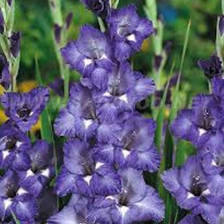 Pachet economic! Gladiole Blue Isle imagine 1 articol 68377