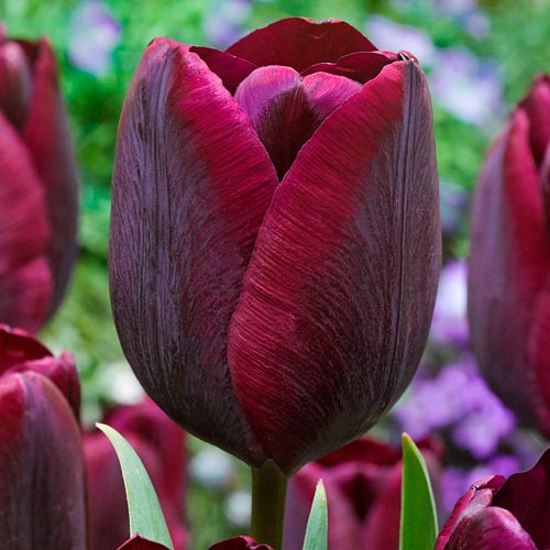 Pachet economic! Lalele triumph Ronaldo imagine 1 articol 67527