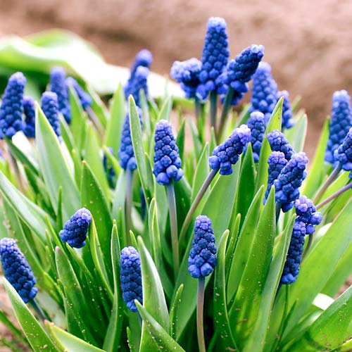 Pachet economic! Muscari Armeniacum imagine 1 articol 67540