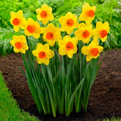 Pachet economic! Narcise gigant Red Devon imagine 1 articol 67533