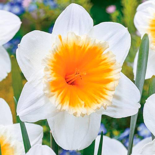 Pachet economic! Narcise gigant Slim Whitman imagine 1 articol 67532