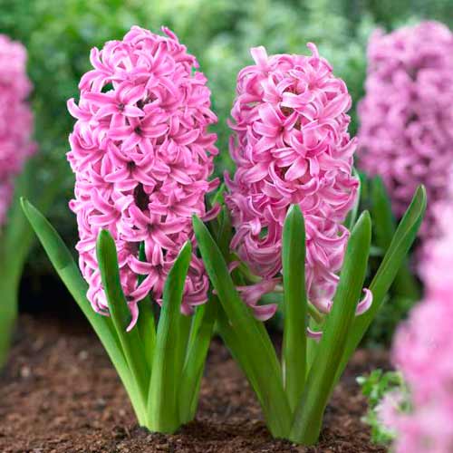 Pachet economic! Zambile Pink Pearl imagine 1 articol 67536