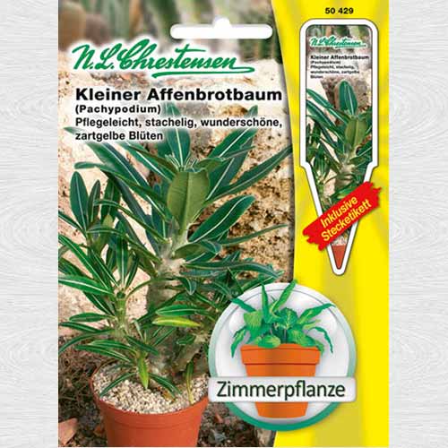 Pachypodium rosulatum imagine 1 articol 69346