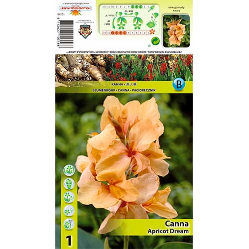 Paciorecznik (Canna) Apricot Dream interface.image 1 interface.art 70363