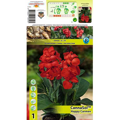 Paciorecznik (Canna) Happy Carmen interface.image 1 interface.art 70364