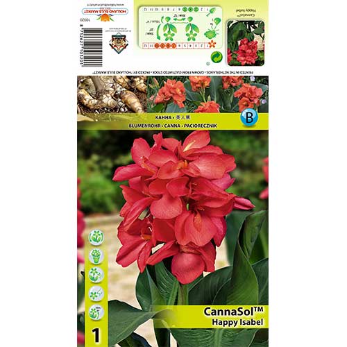 Paciorecznik (Canna) Happy Isabel interface.image 1 interface.art 70365