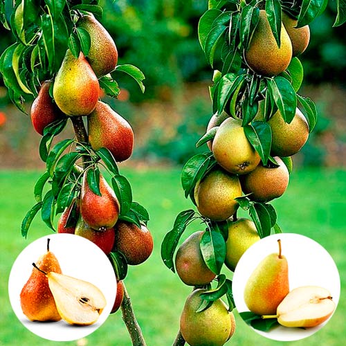 Păr DUO  imagine 1 articol 7145