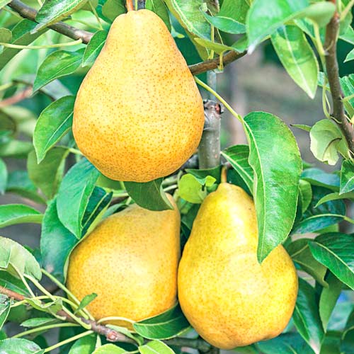 Păr Highland imagine 1 articol 7952