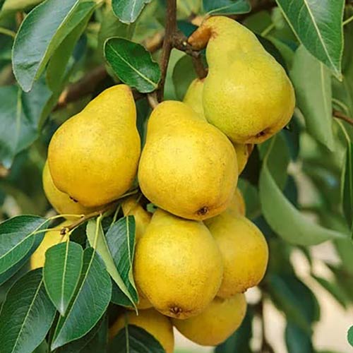 Păr Honey imagine 1 articol 7421