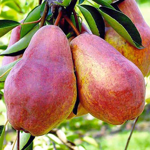 Păr Williams, С2 imagine 1 articol 7938