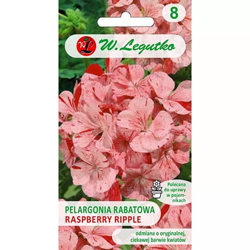 Pelargonia rabatowa Divas F1 Raspberry Ripple interface.image 1 interface.art 69618