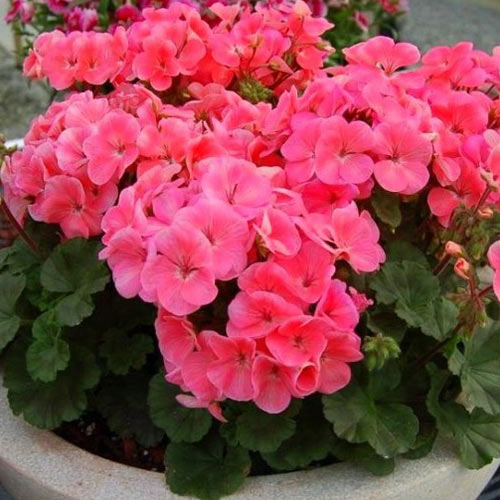 Pelargonia różowa F1 interface.image 1 interface.art 87050