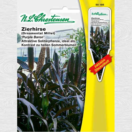 Pennisetum glaucum Purple Baron imagine 1 articol 69353