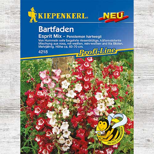 Penstemon hartwegii Esprit interface.image 1 interface.art 86249