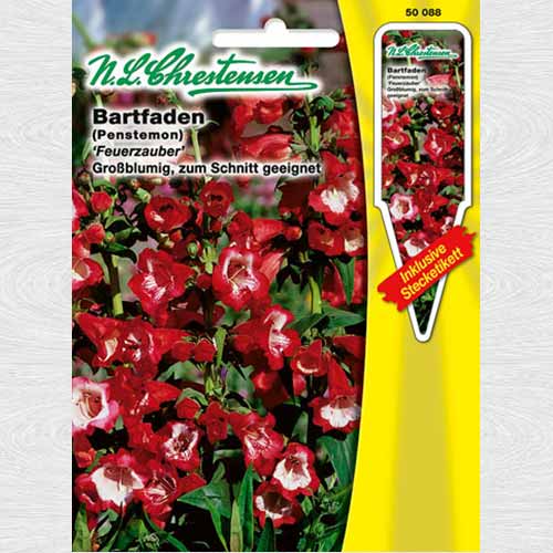 Penstemon Magic Fire imagine 1 articol 69354