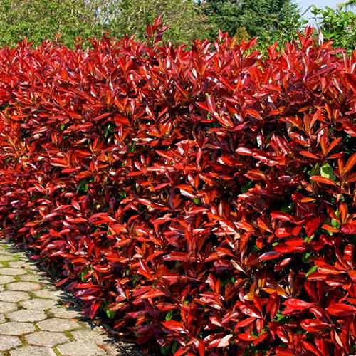 Photinia fraseri Camilvy imagine 1 articol 4467