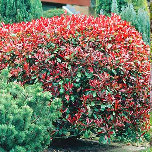 Photinia fraseri Dynamo Red imagine 1 articol 4469
