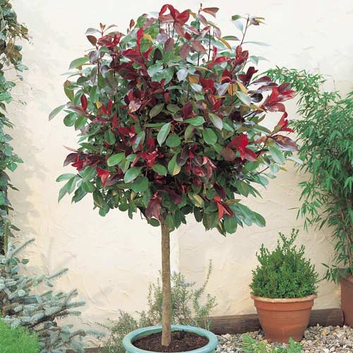 Photinia fraseri Little Red Robin, C3 imagine 1 articol 7725
