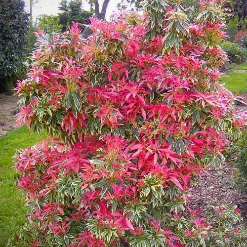 Pieris Flaming Silver imagine 1 articol 5089
