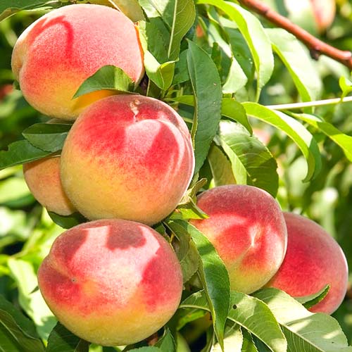 Piersic Champion imagine 1 articol 7939