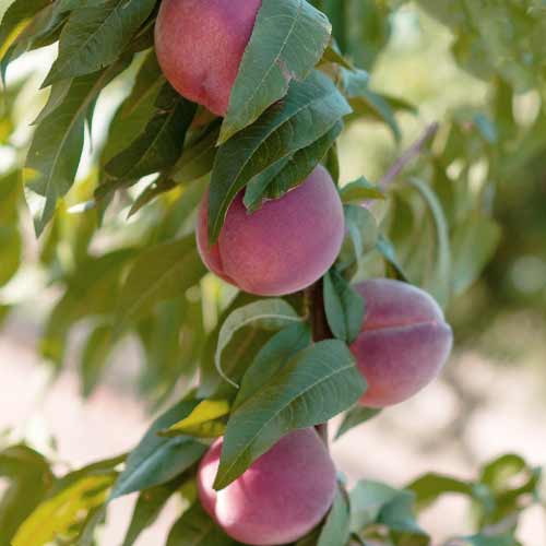 Piersic (columnar) Lolita imagine 1 articol 2019