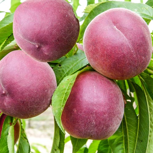 Piersic Druppi Qol imagine 1 articol 7990