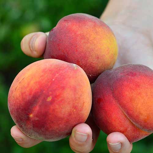 Piersic Fair Time imagine 1 articol 4867